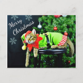 メリークリスマス猫はがき ポストカード