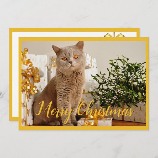 メリークリスマス猫フォトシーズンのご挨拶 シーズンカード (正面/裏面)