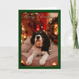 メリークリスマス英語スプリンガースパニエル犬、スプリンガー シーズンカード