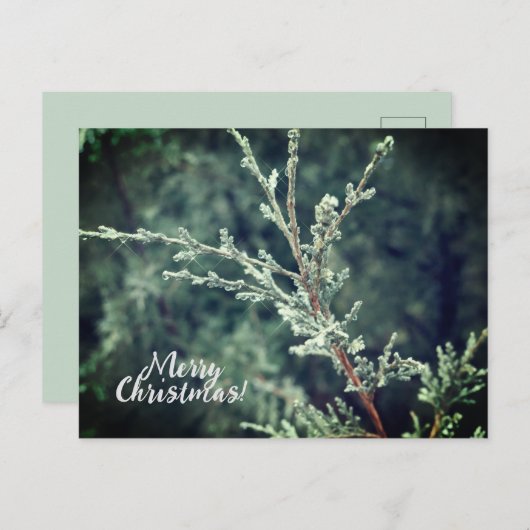 メリークリスマス霜の降りた常緑樹 シーズンポストカード (正面/裏面)