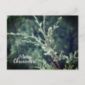 メリークリスマス霜の降りた常緑樹 シーズンポストカード (正面)