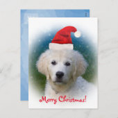 メリークリスマス! |のかわいいゴールデン・リトリーバーの子犬 シーズンポストカード (正面/裏面)