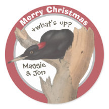 メリークリスマス +最近どう？ジョン・グールドのキツツキ