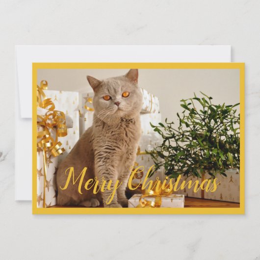 メリークリスマス 猫 写真 クリスマスのご挨拶 シーズンカード (正面)