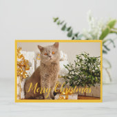 メリークリスマス 猫 写真 クリスマスのご挨拶 シーズンカード (スタンド正面)