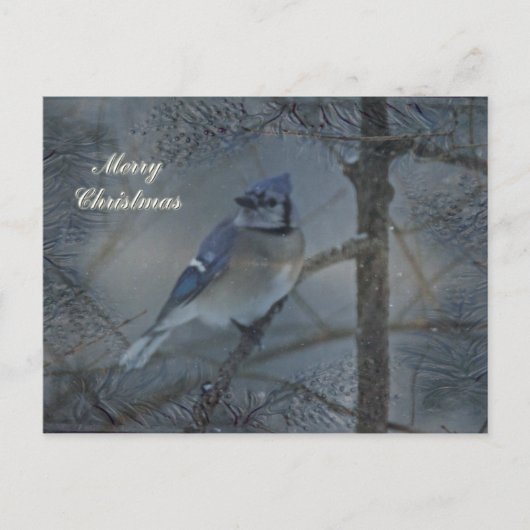 メリークリスマス – Eastern Blue Jay シーズンポストカード (正面)