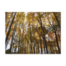 メリーランド州の自然　朝の紅葉