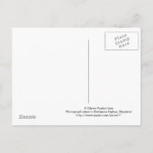 メリーランド州はがき（ボルチモア） ポストカード (裏面)