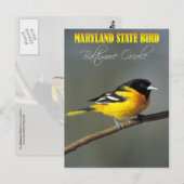メリーランド州バード – ボルチモア・オリオール ポストカード (正面/裏面)