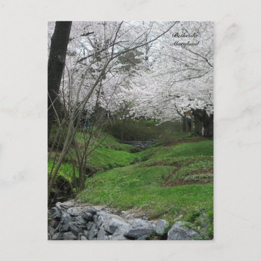 メリーランド州ベテスダの春 ポストカード (正面)