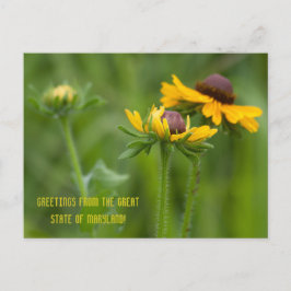 メリーランド州花 ポストカード