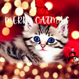 メリーCatmas Purfectクリスマスカード シーズンカード