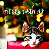 メリーCatmas Purfectクリスマスカード シーズンカード