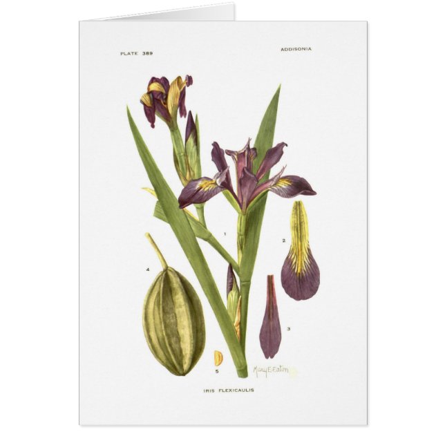 メリーE Eaton著アイリスflexicaulis (正面)