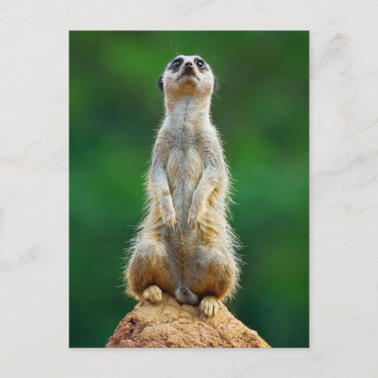 メルカットのスタンドガード ポストカード (正面)