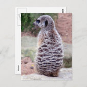 メルカットの毛皮 ポストカード (正面/裏面)