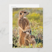 メルカットファミリーポートレート ポストカード (正面/裏面)