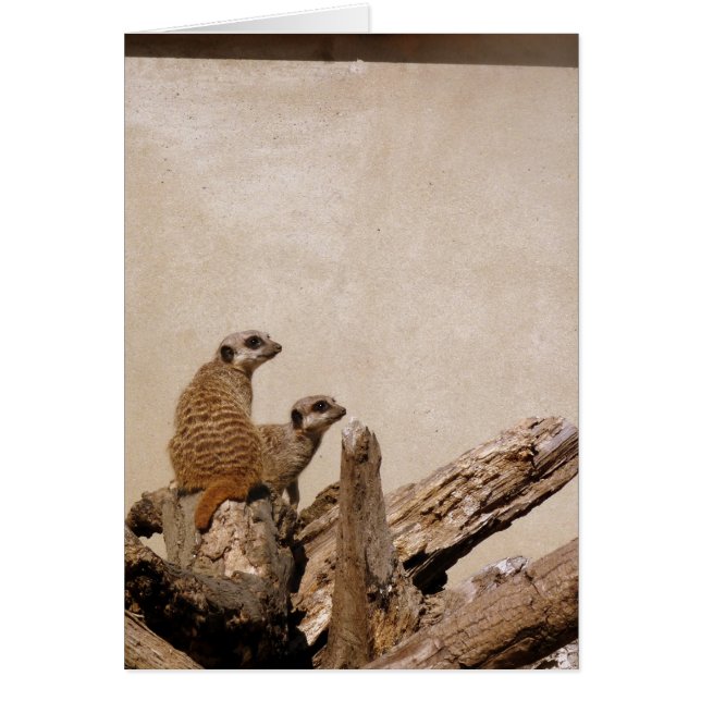 メルカットルックアウト (正面)