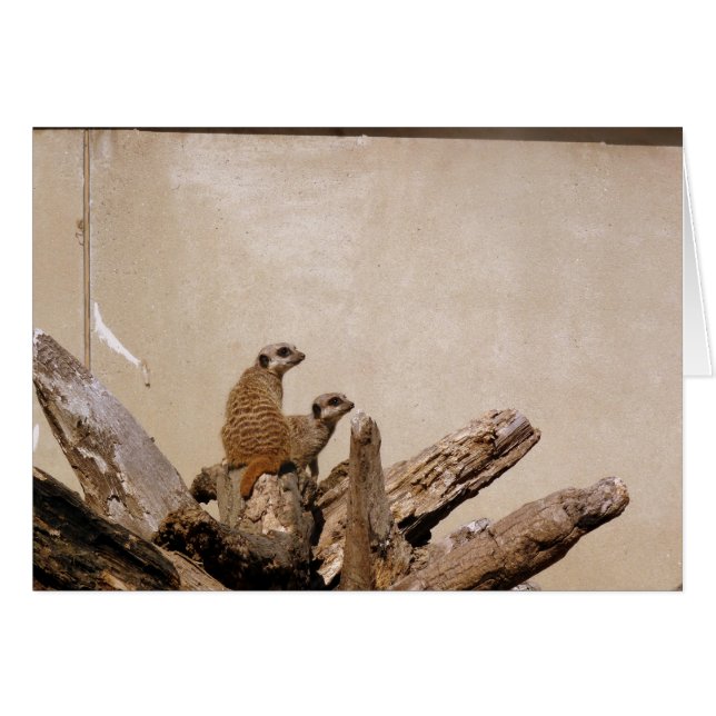 メルカットルックアウト (正面横)