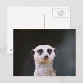 メルカットルックアウト ポストカード (正面/裏面)