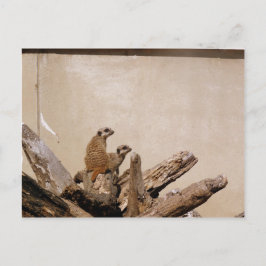 メルカットルックアウト ポストカード