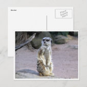 メルカット枝 ポストカード (正面/裏面)