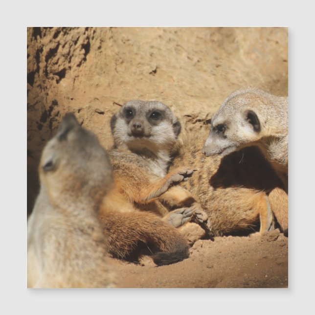 メルカット002 (正面)