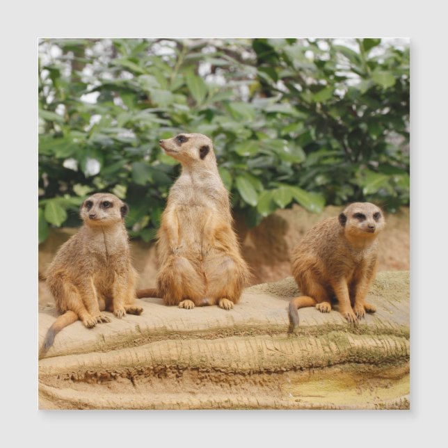 メルカット008 (正面)