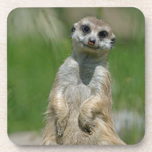 メルカット013 コースター (正面)