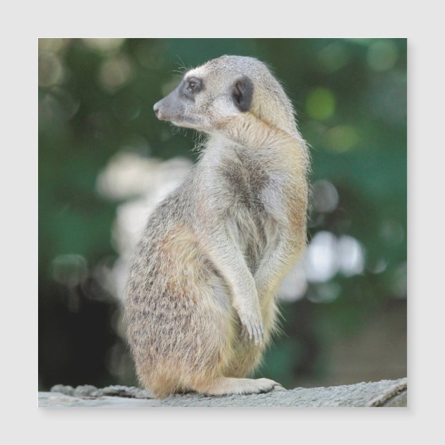 メルカット025 (正面)