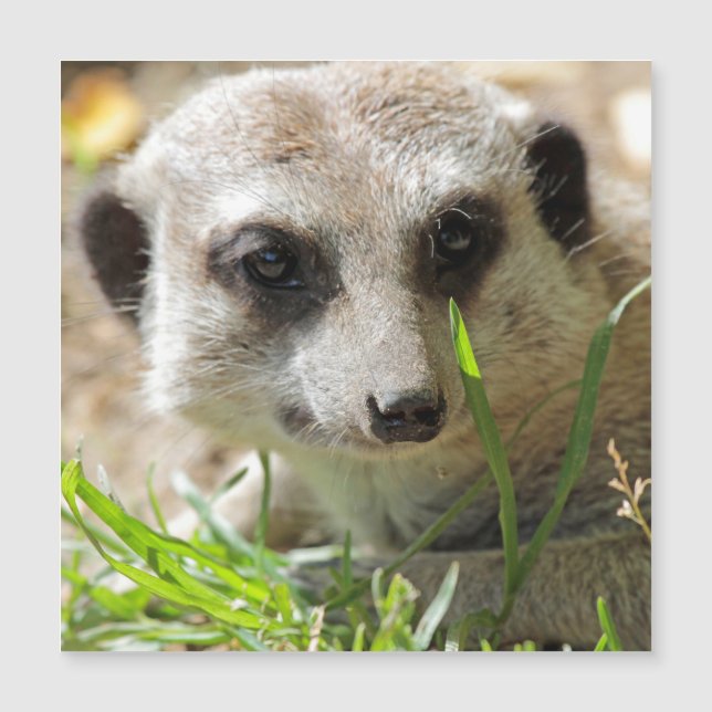 メルカット026 (正面)