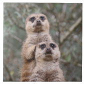 メルカット035 タイル (正面)