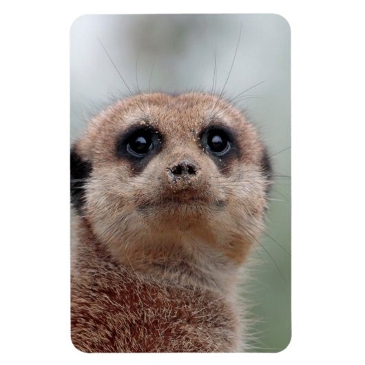 メルカット036 マグネット (縦)