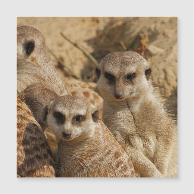 メルカット039 (正面)