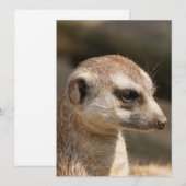 メルカット048 シーズンカード (正面/裏面)