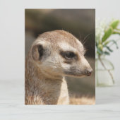 メルカット048 シーズンカード (スタンド正面)