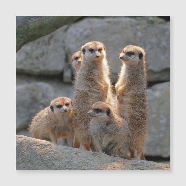 メルカット110 (正面)