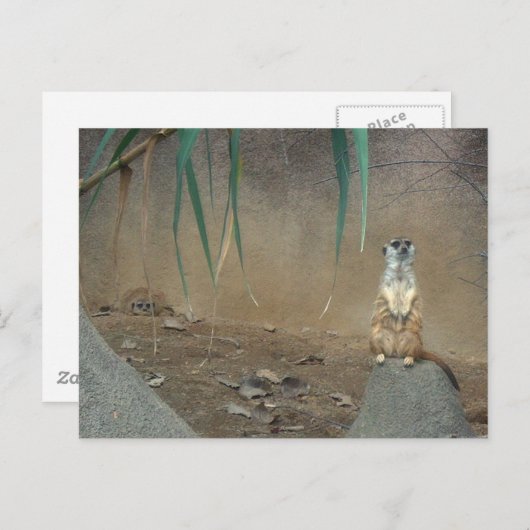 メルカツ ポストカード (正面/裏面)