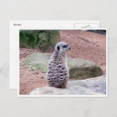 メルカトの背中 ポストカード (正面/裏面)