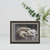 メルカト野生生物 ポストカード (スタンド正面)