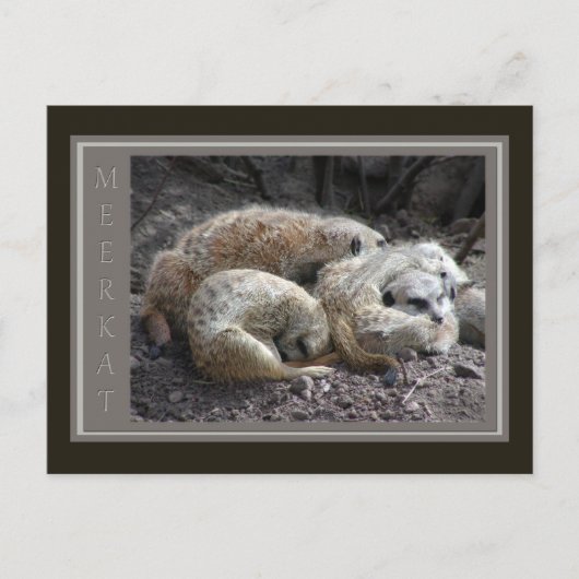 メルカト野生生物 ポストカード (正面)