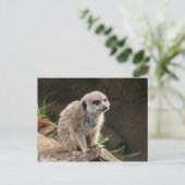 メルカト ポストカード (スタンド正面)