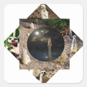 メルカト・ポリスコープ スクエアシール (正面)