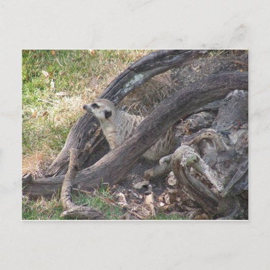 メルカートはがき ポストカード (正面)