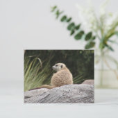 メルカートはがき ポストカード (スタンド正面)