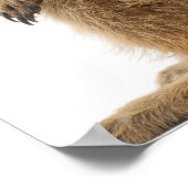 メルカートまたはスリケート – Suricata suricatta ポスター (角)