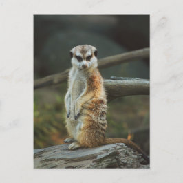 メルカート写真 ポストカード