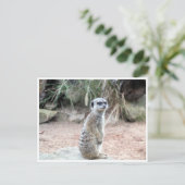 メルカート台 ポストカード (スタンド正面)