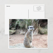 メルカート台 ポストカード (正面/裏面)