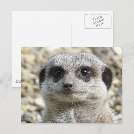 メルカート ポストカード (正面/裏面)